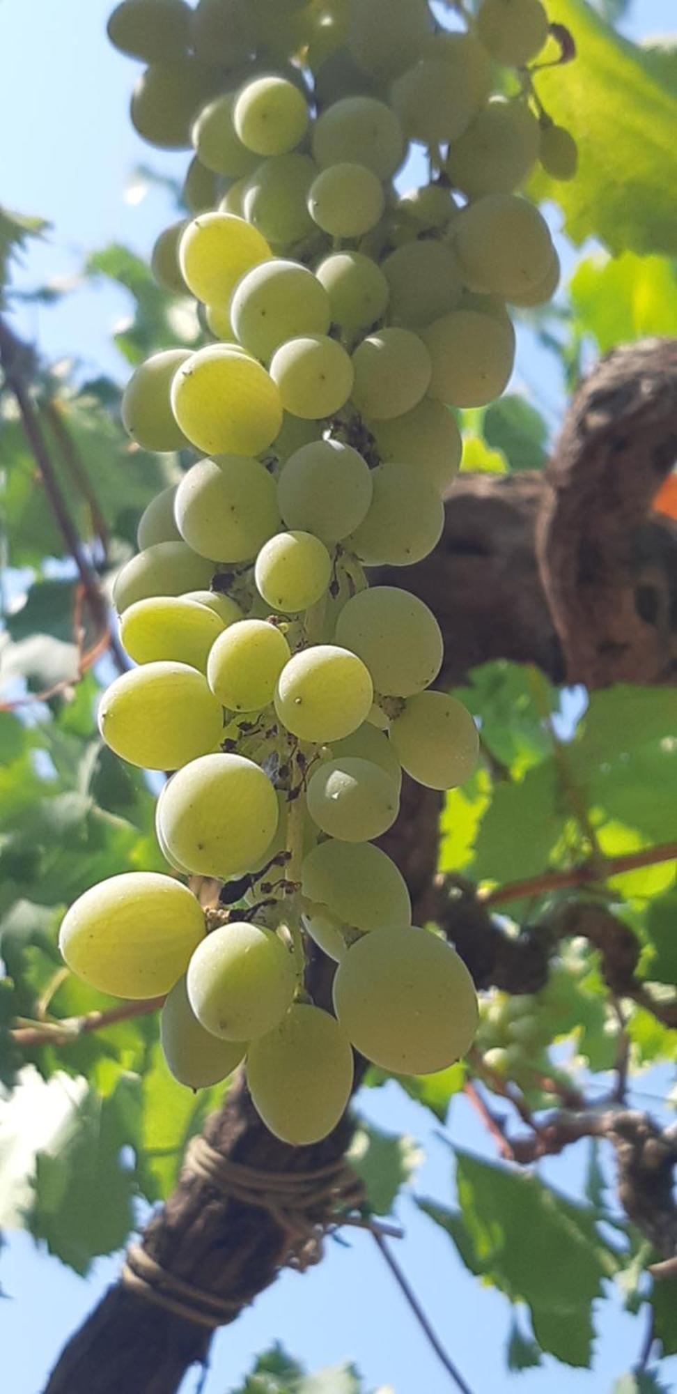 Valle D'Itria Trulli E Alcova Mikael Cisternino Kültér fotó